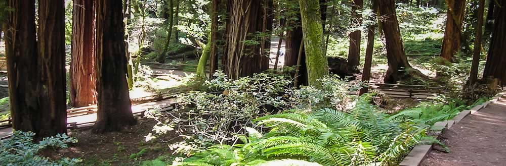 A trail in the woods at Pacific Trails Resort in Zephyr, California.